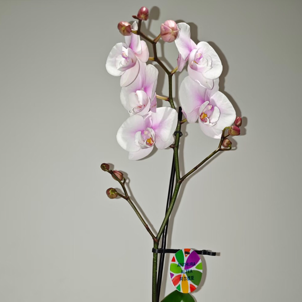 福喜 【阿尔提亚】3.5杯 欧品 精品蝴蝶兰基地直发