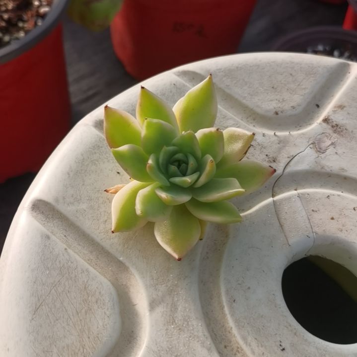 弗兰克白覆轮锦多肉植物