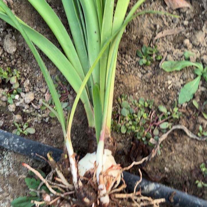 无花朵峡***个响尾蛇包对版2187