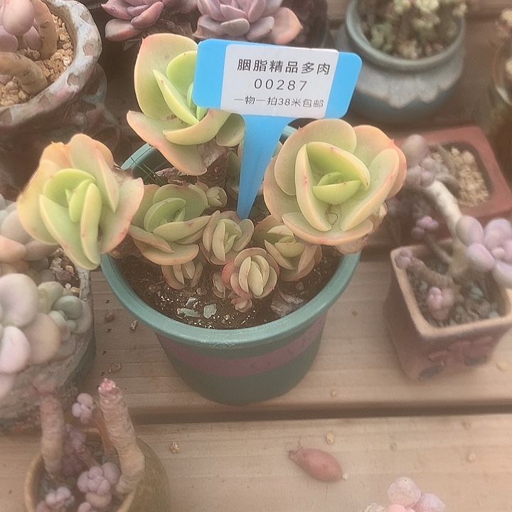 287科几了老嬷嬷莫莫莫