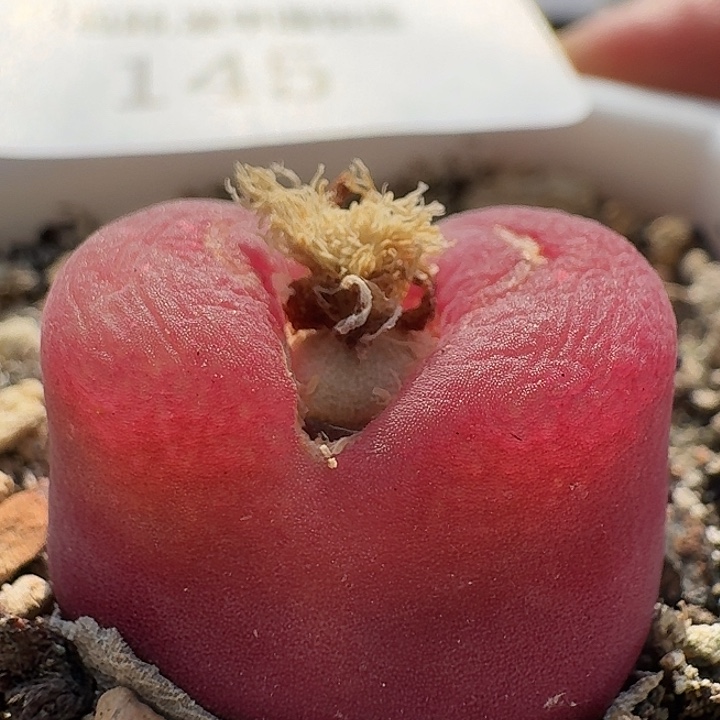 145 野毛。毛汗尼 