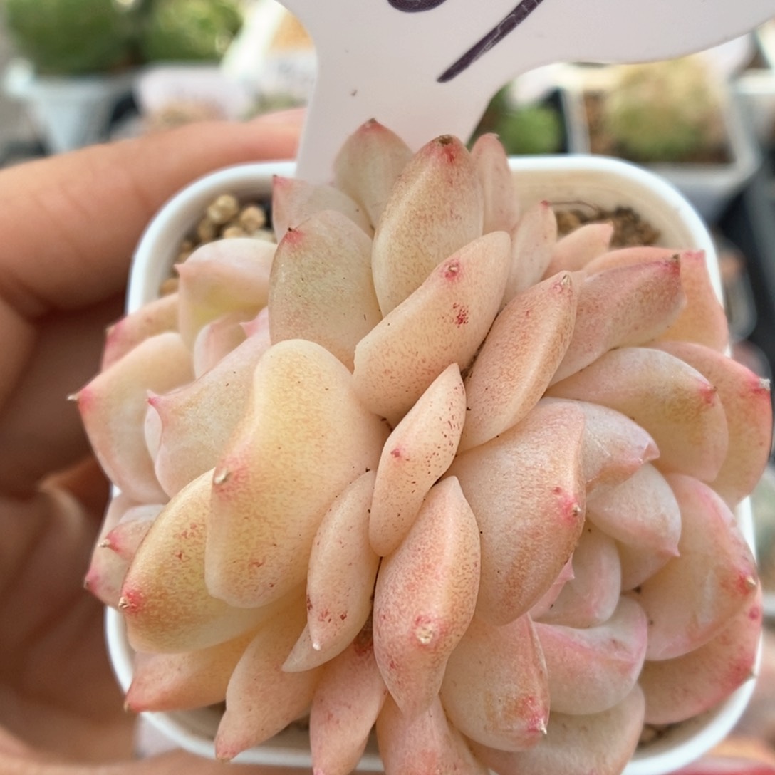 良辰双头可拍989号。  