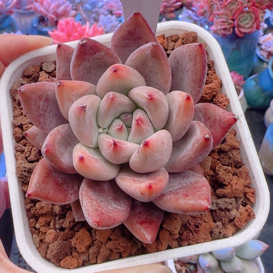 多肉植物5325…………….