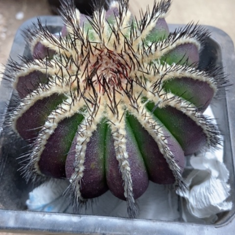 油博仙人球50米仙人球