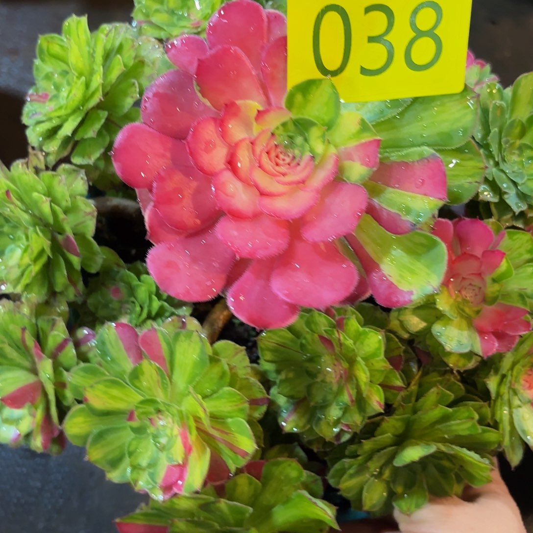 哈哈多肉葡萄福利038