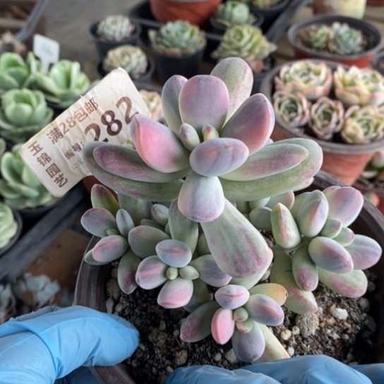 282一一一一一一一一一一一一一