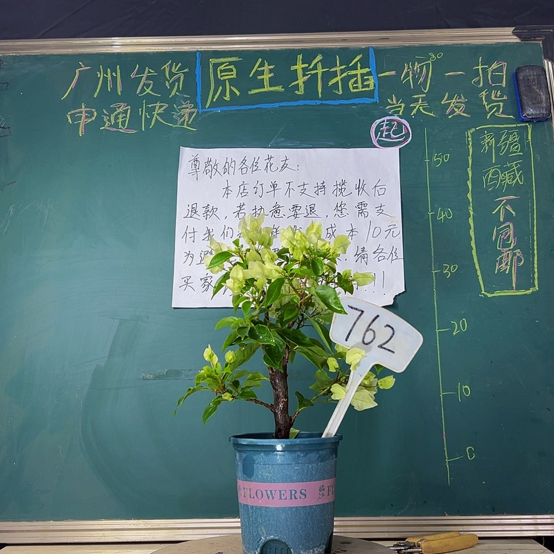 当前无花栽培后可以开花 粗杆 维拉白  762