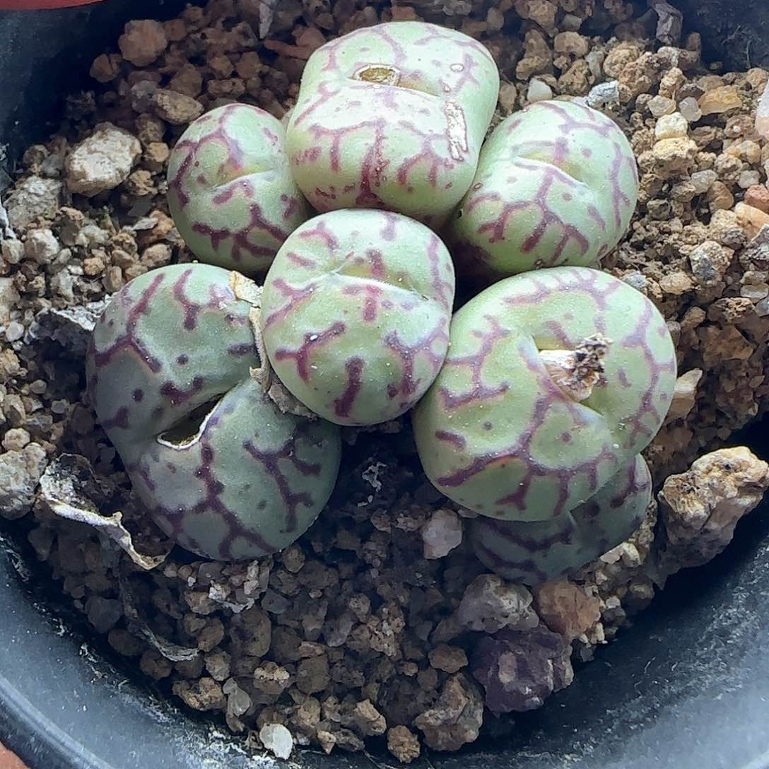 28包邮脱土发货25932