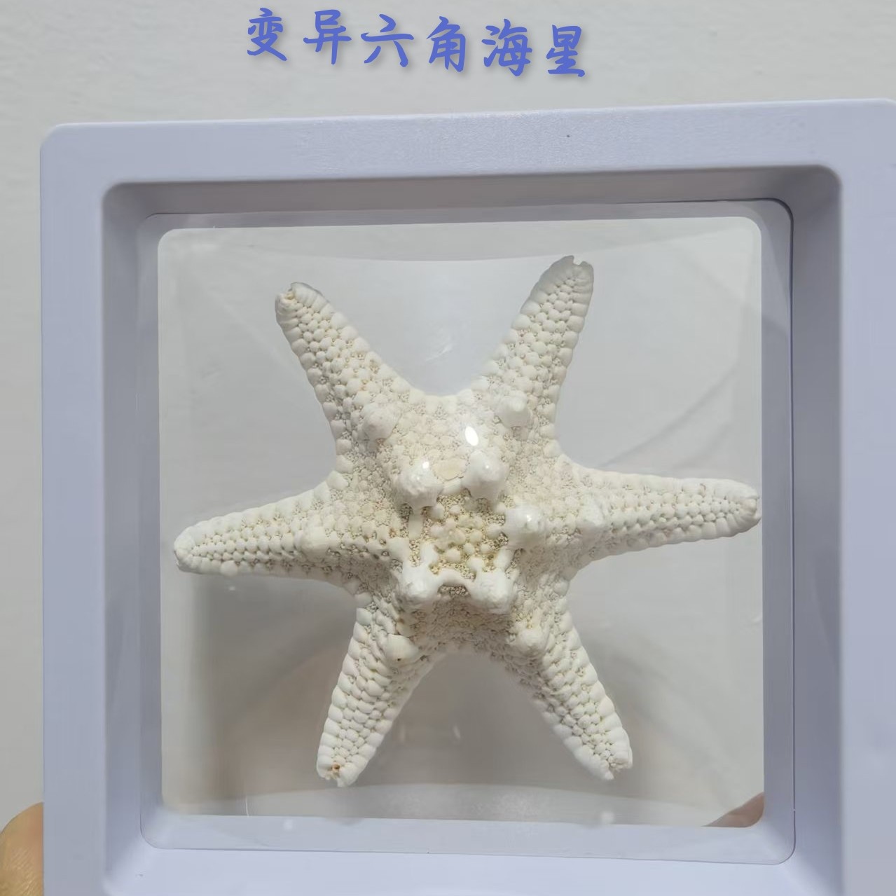 天然海螺变异六角海星四角海星手工diy发夹发卡头饰精致