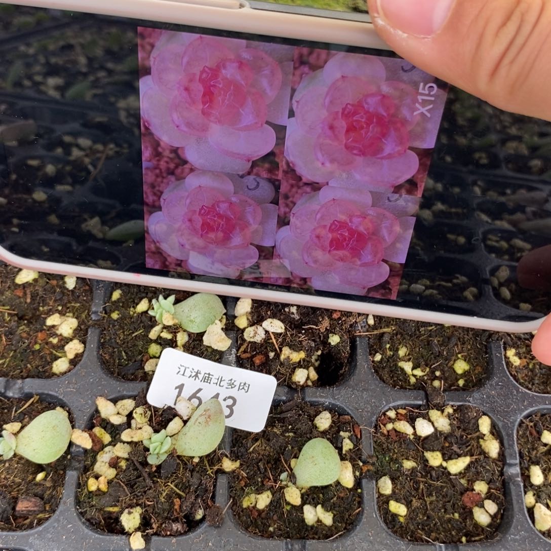标1643血丝x15芽苗一个