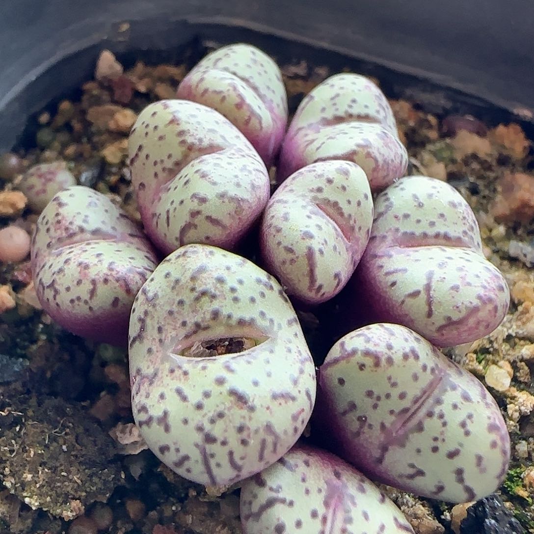 脱土发货哦24070