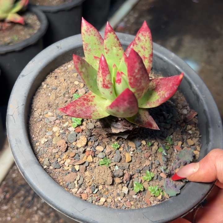 030哈哈哈哈哈哈哈哈哈多肉