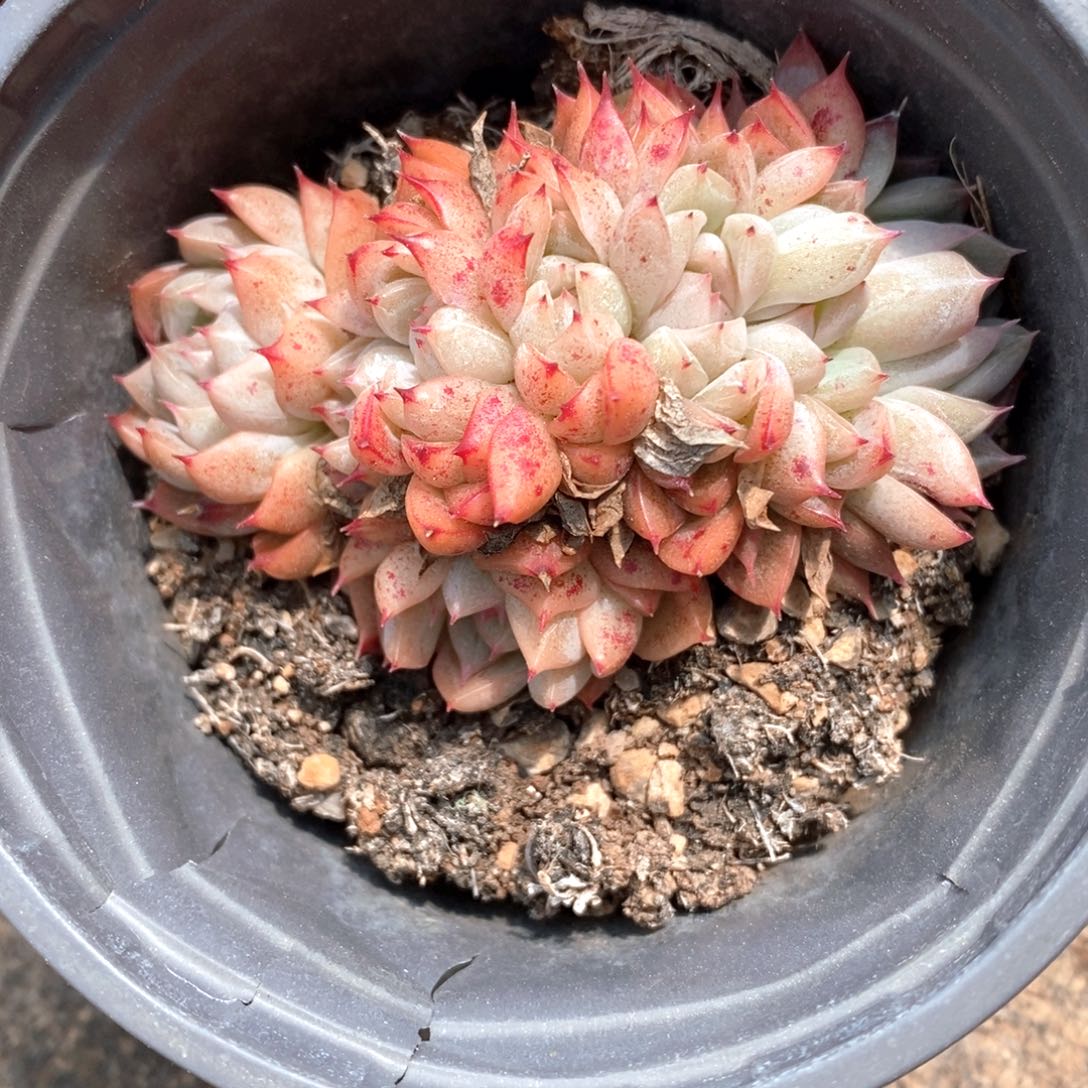 可问主播品种，下滑链接更多品种选择-10