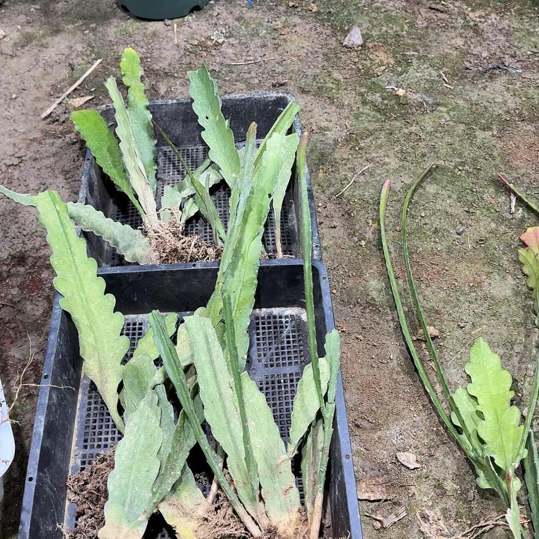 黄***某令箭荷花哈哈哈哈哈哈