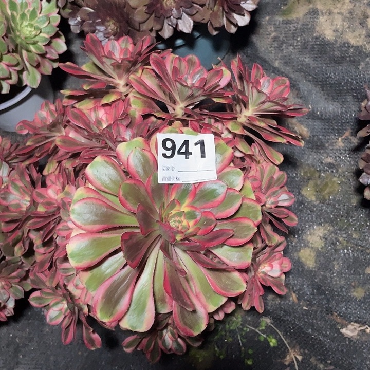 941初恋法师3-3花