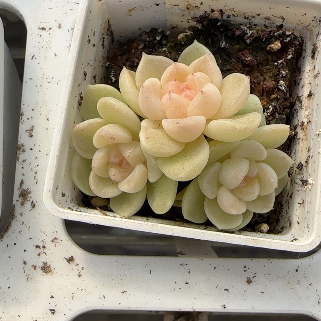 饼***藏55开播福利684三头