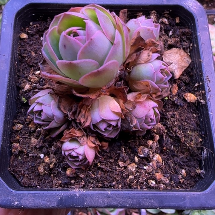 群生7厘米1242424242434