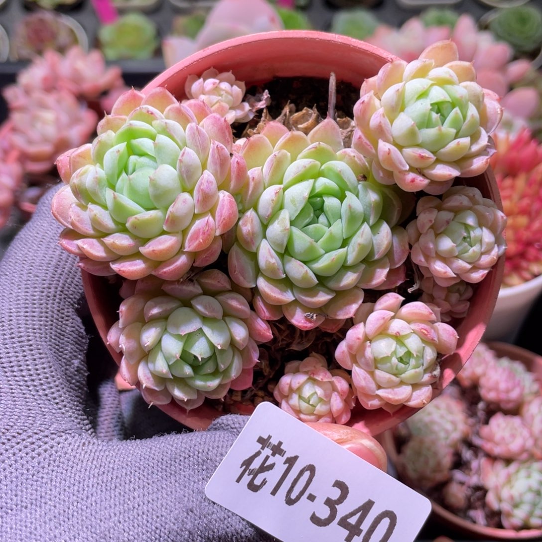 花利美10-340羊脂球