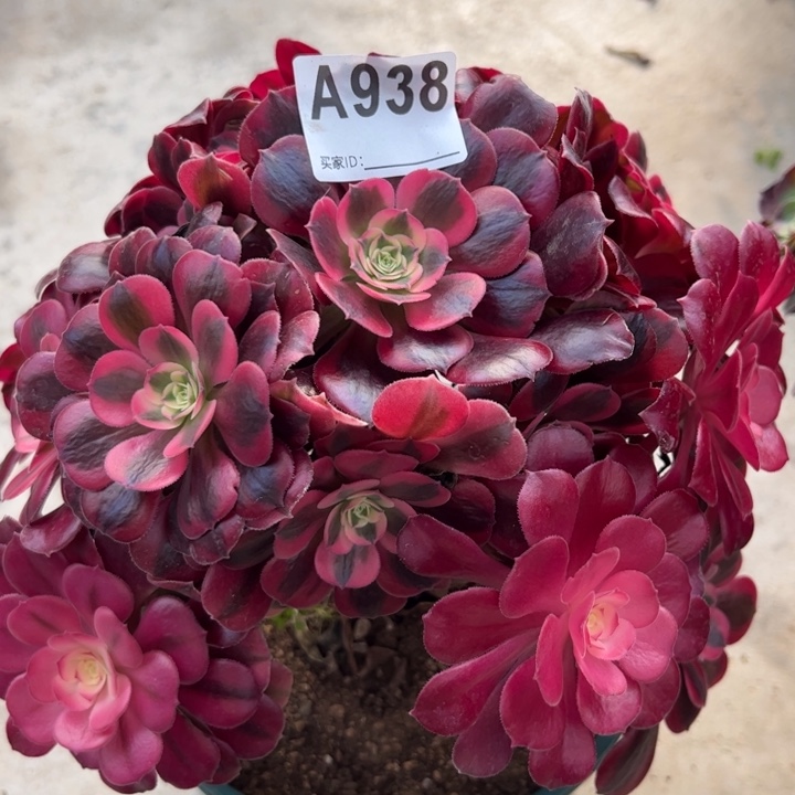 938美杜莎25厘米左右