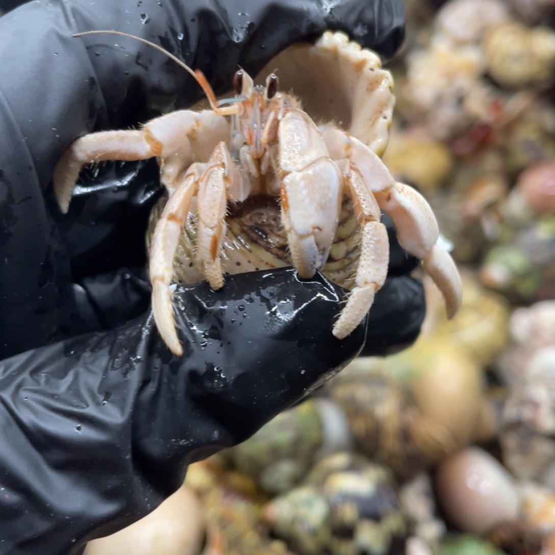 不退不换谢谢支持73