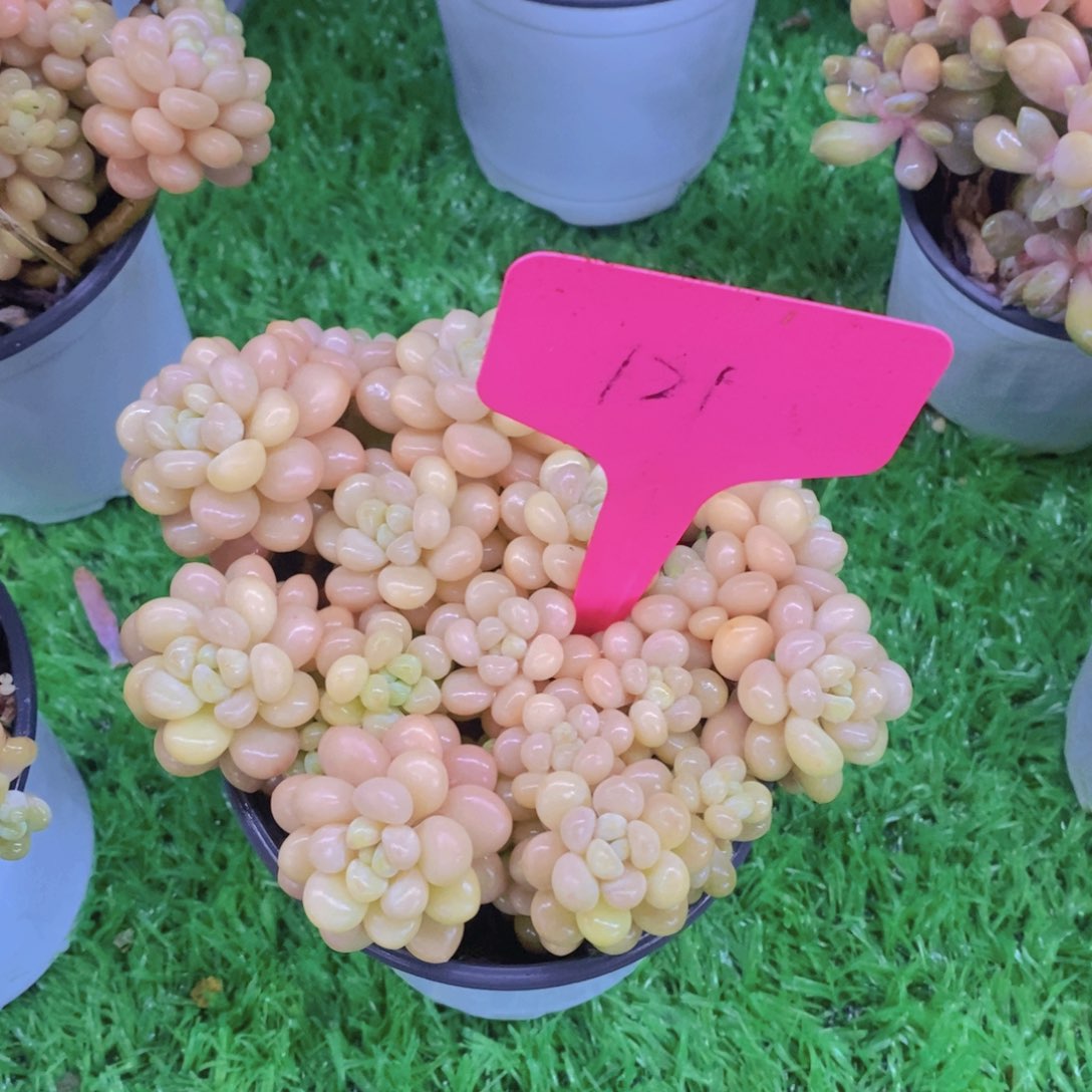 *️开心多肉植物多肉