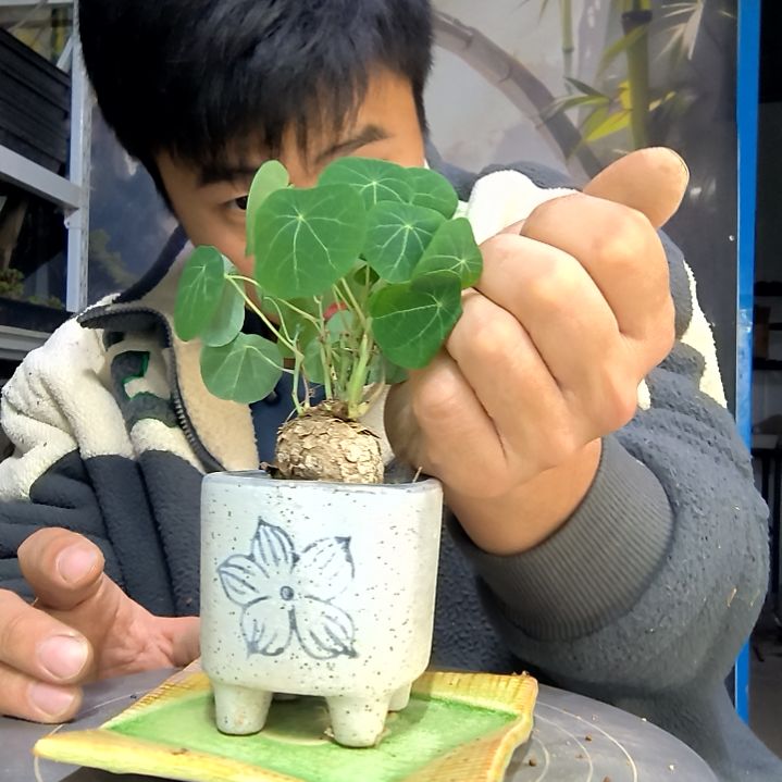 幽*燕中青园艺一物一拍花155