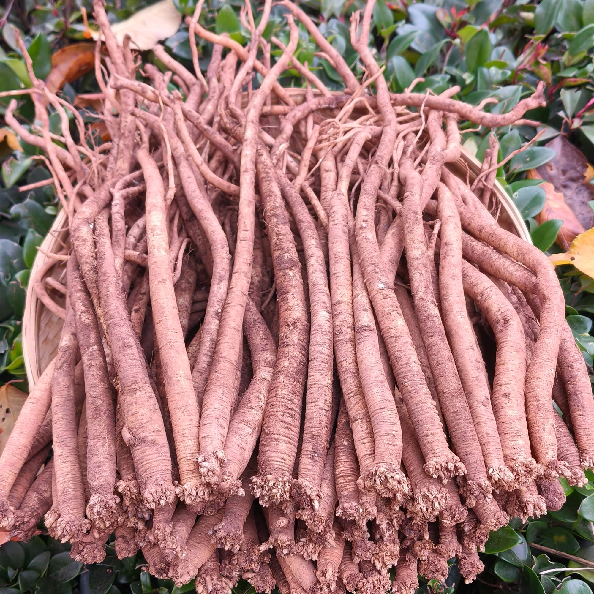 云南会泽高原种植党参带泥发货炖鸡炖肉炖排骨滋补