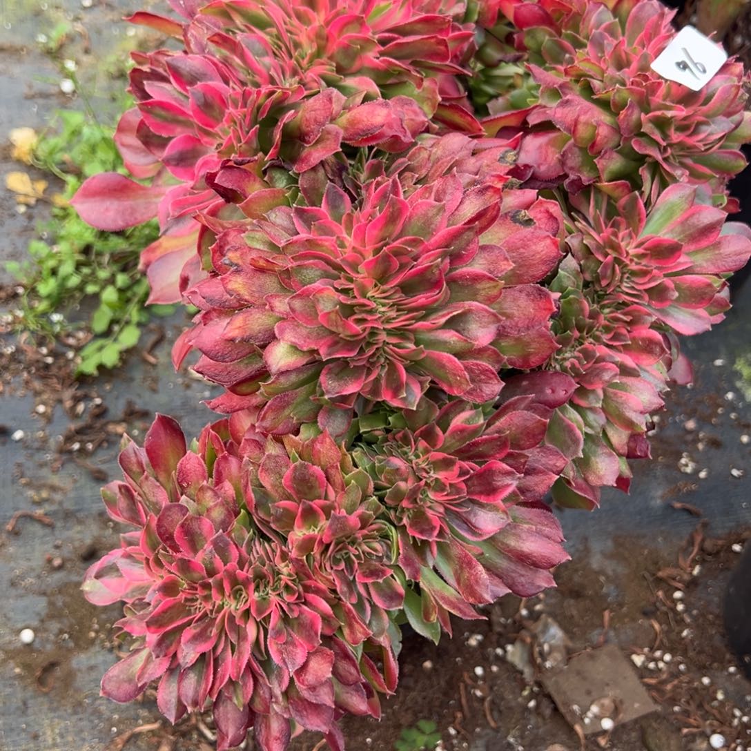 96香妃缀多肉嘻嘻嘻