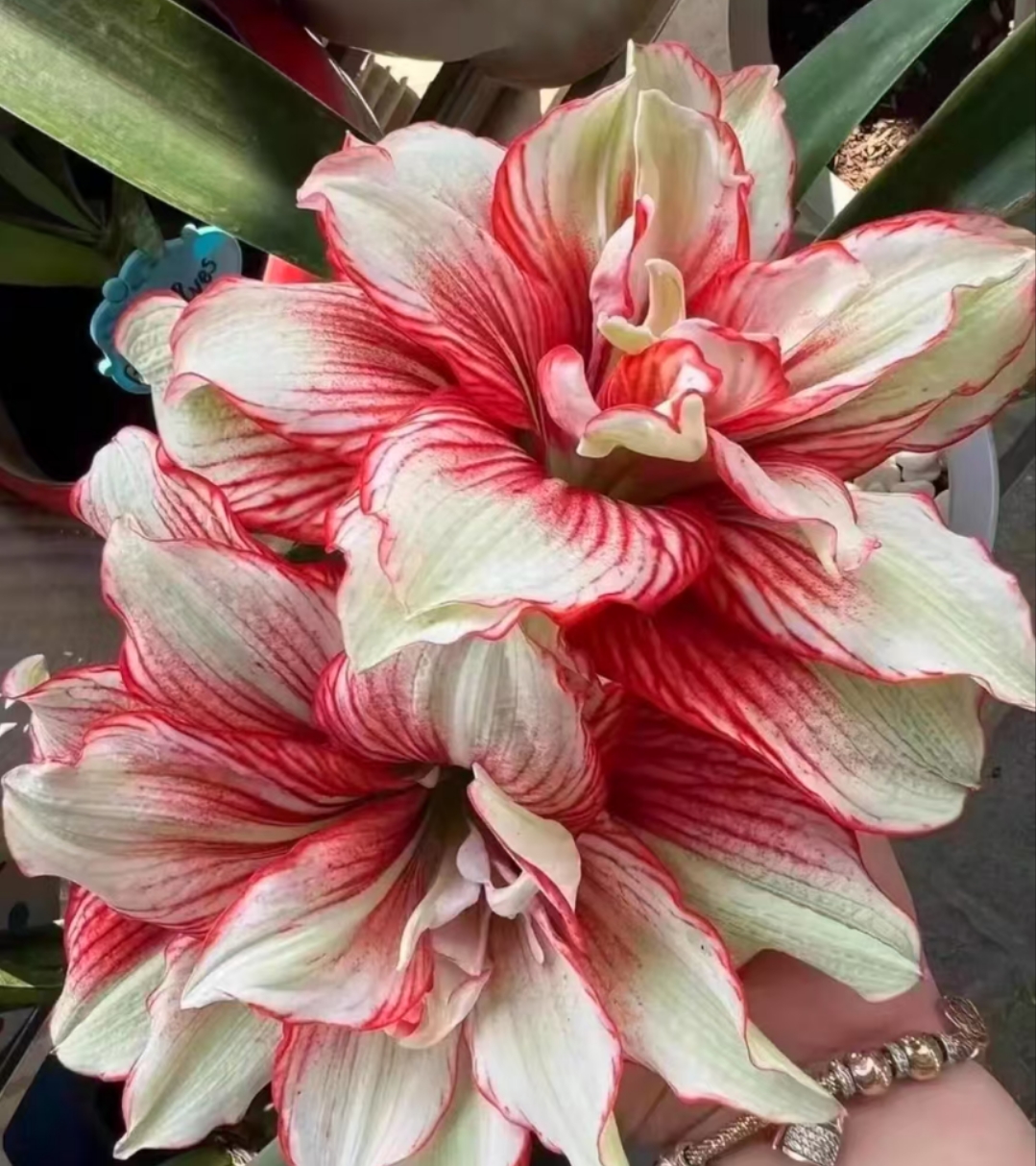 朱顶红-魅影重重3厘米