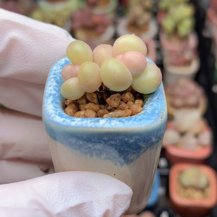 023 黄金奶酪 双头 颜色漂亮