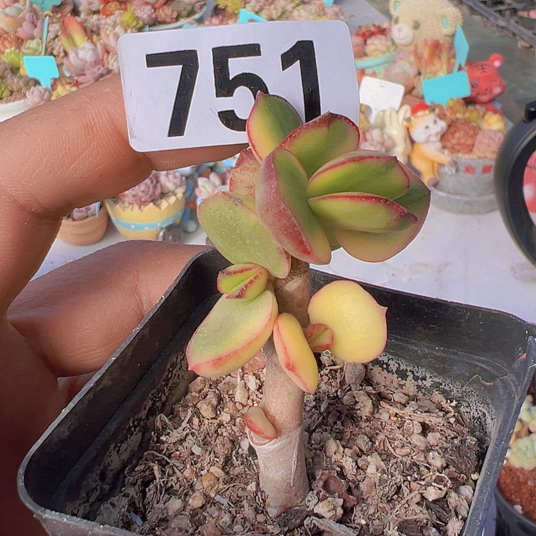 一物一拍30包邮66666