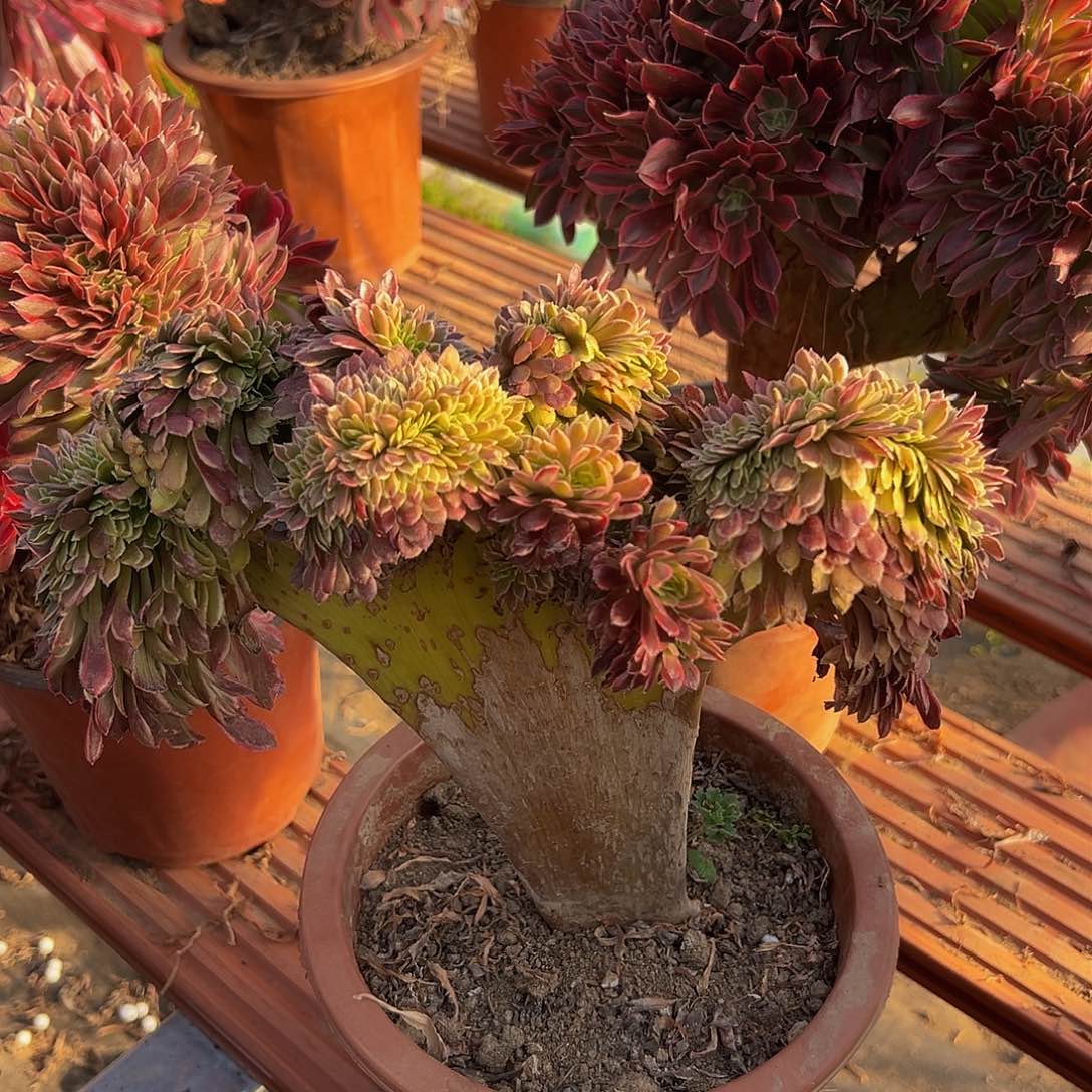 朝霞缀化脱土发货