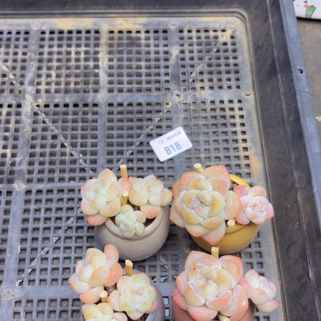 肉***宝冰玉4颗脱土发顺丰包邮