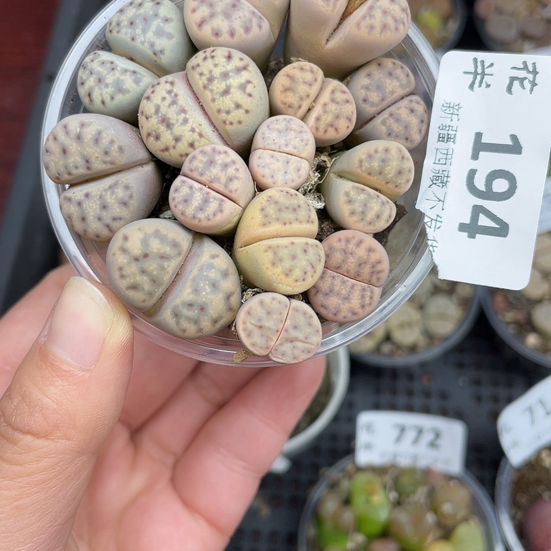 19400000花花花路啊花花谷