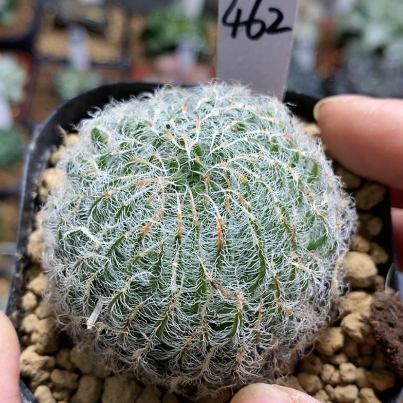 【闪购商品】462毛绒球