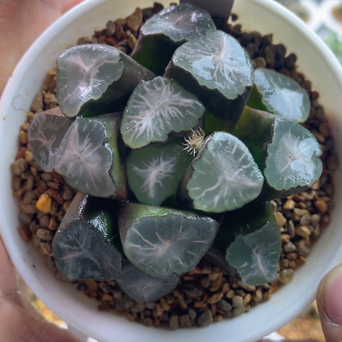 7.十二卷多肉山之翠万象。    