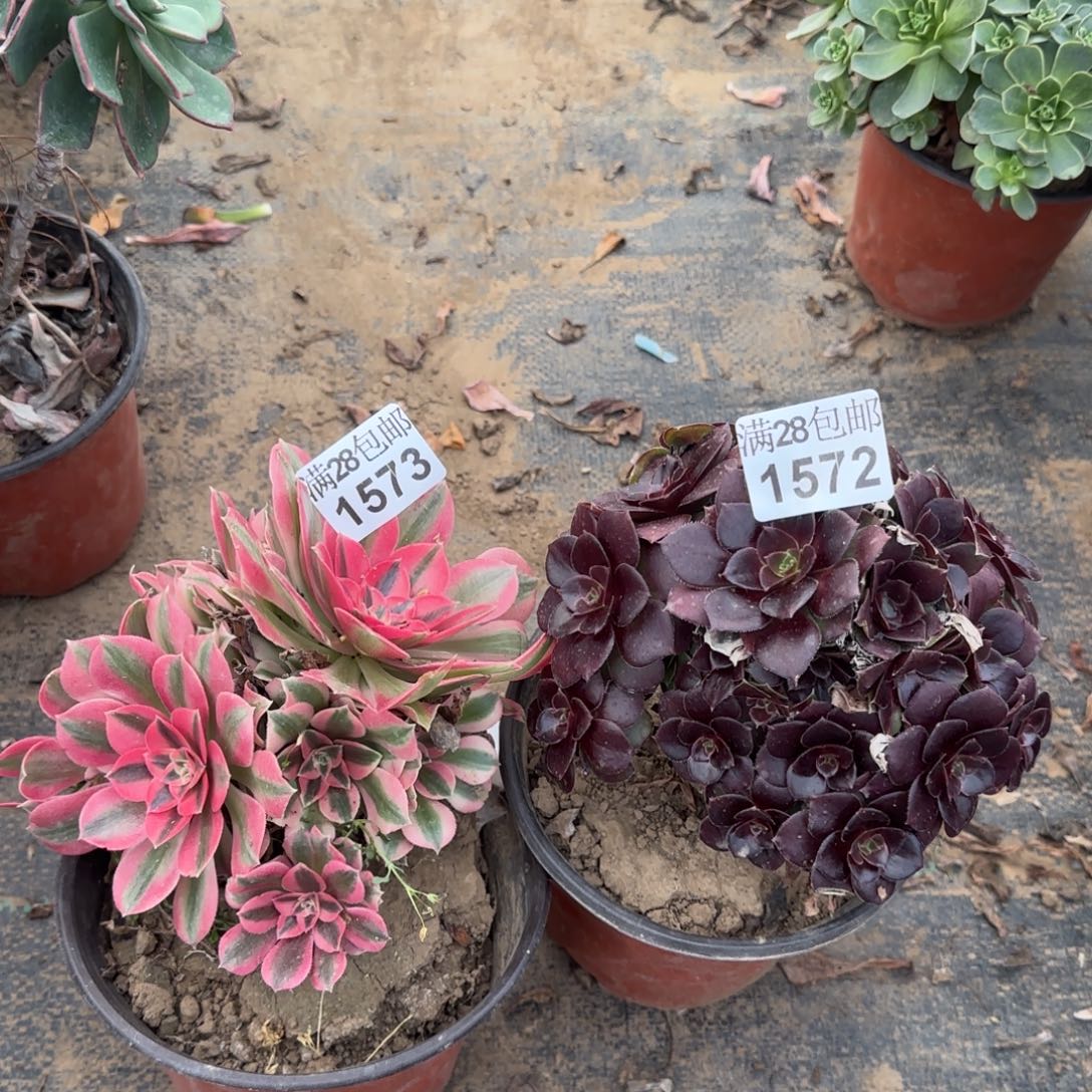 多肉1572+1573满28包邮断枝不包