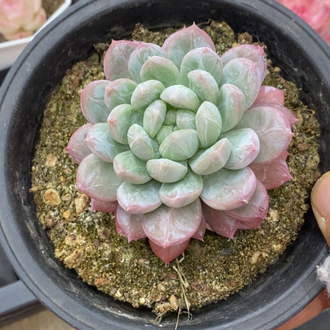 精品多肉一物一拍不包整427