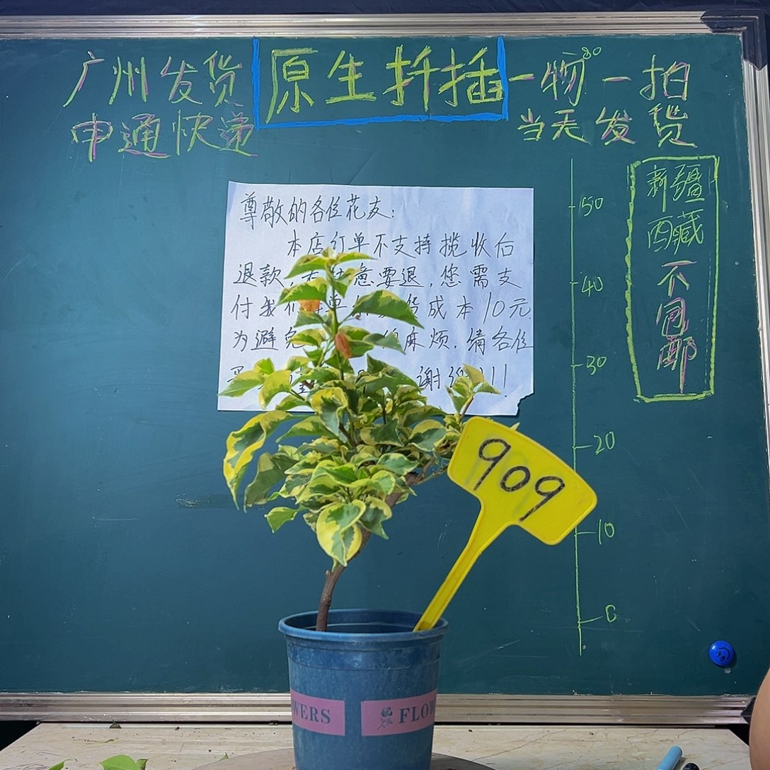 当前无花栽培后可以开花炸  橙冰  909