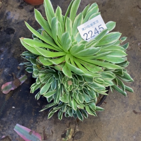 泡**妈碧浪多肉植物2245