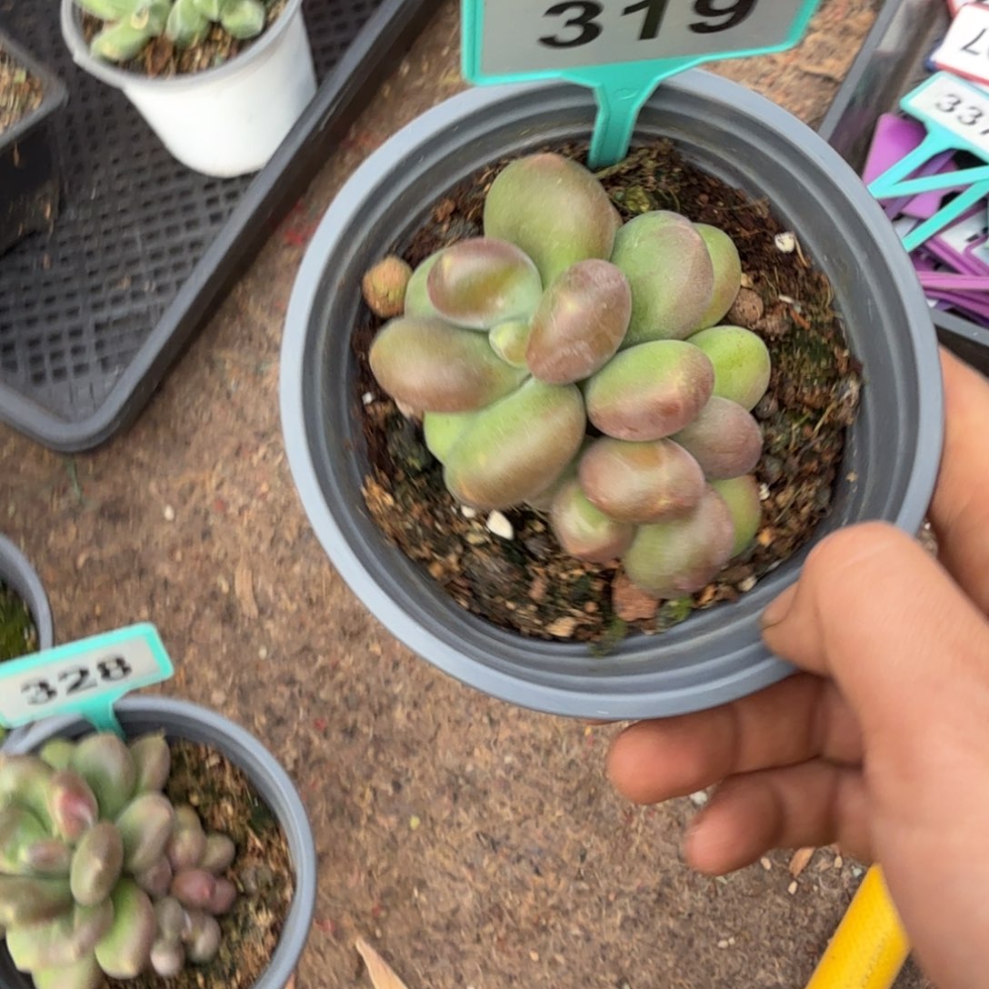 漫***光多肉植物南非王子319