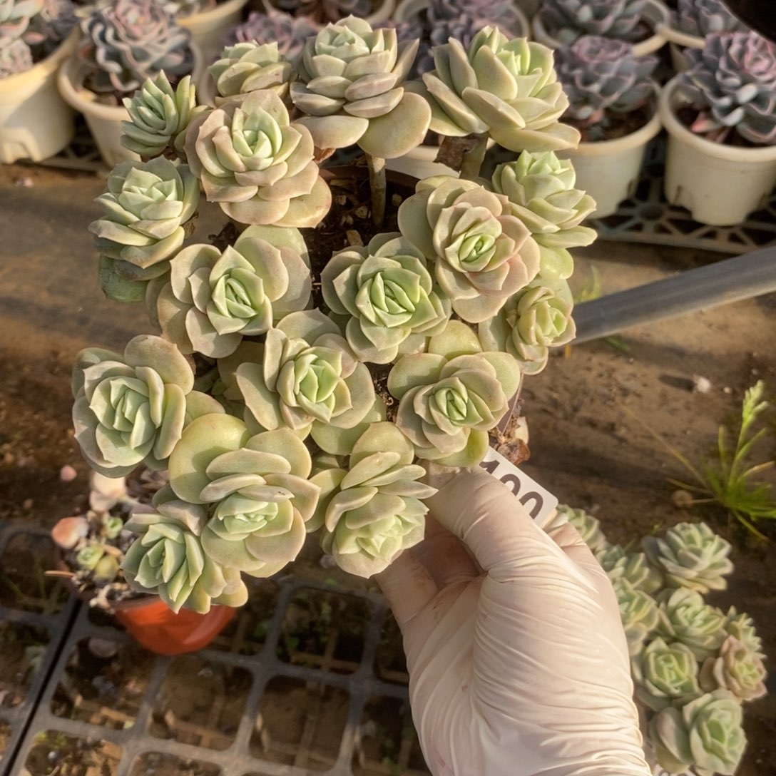 5190可爱玫瑰一物一拍