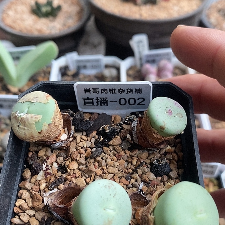 AP种源大型P嘴一颗