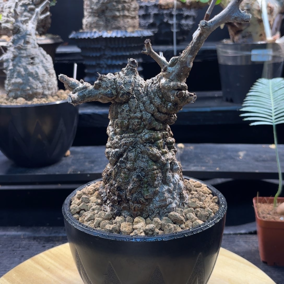 木象足漆树带盆发货