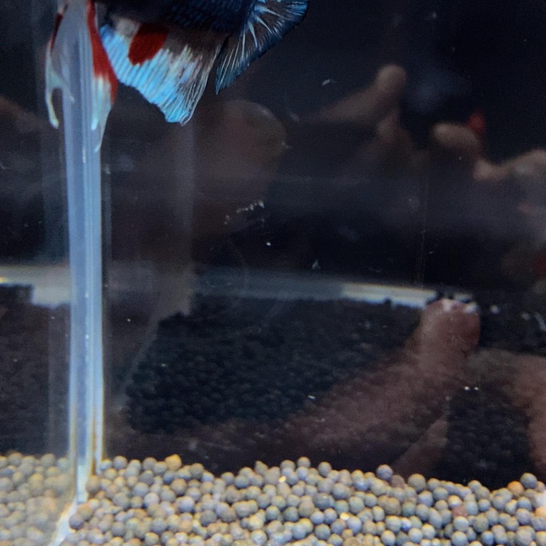 热带鱼公477巨斗