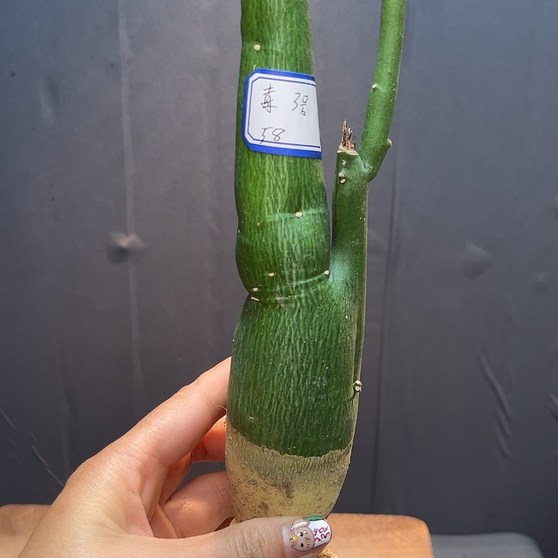 毒腺曼Zzzzzzzzzzzzzzxxx