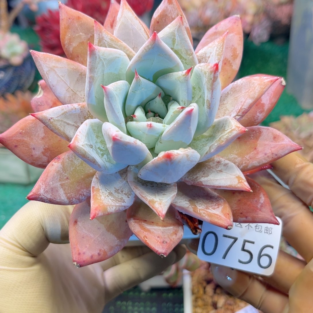 大0756:）xg zv x h vb n