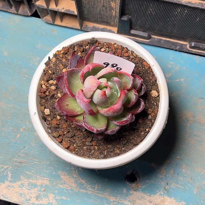 980/////////////////