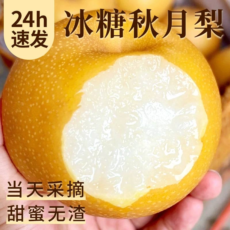 正宗山东秋月梨5斤当季新鲜水果脆甜多汁皮薄肉厚