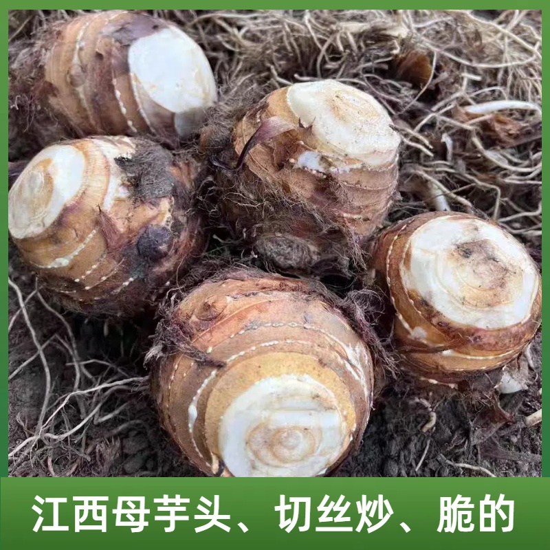 江西新鲜现挖红芽芋母软糯香甜当季蔬菜老芋头母香脆芋头切丝芋脑